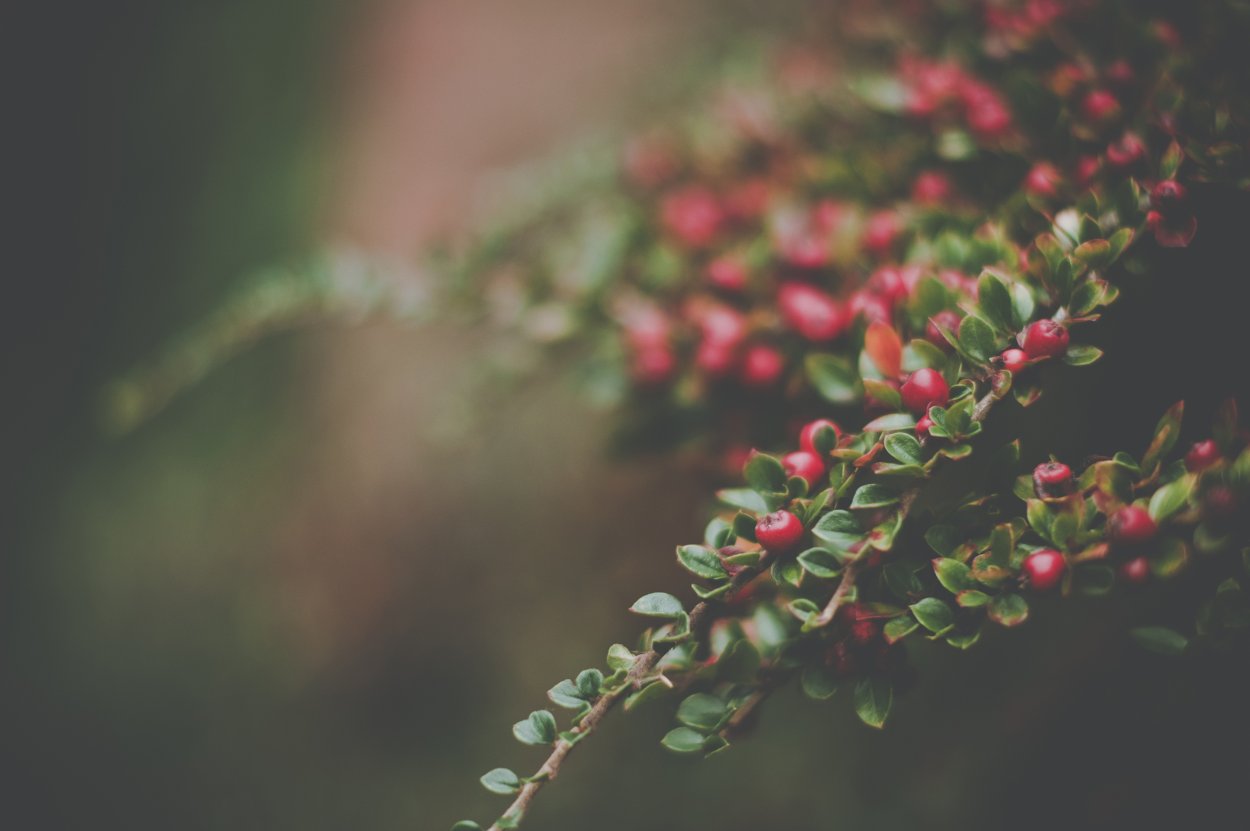 Природа макро