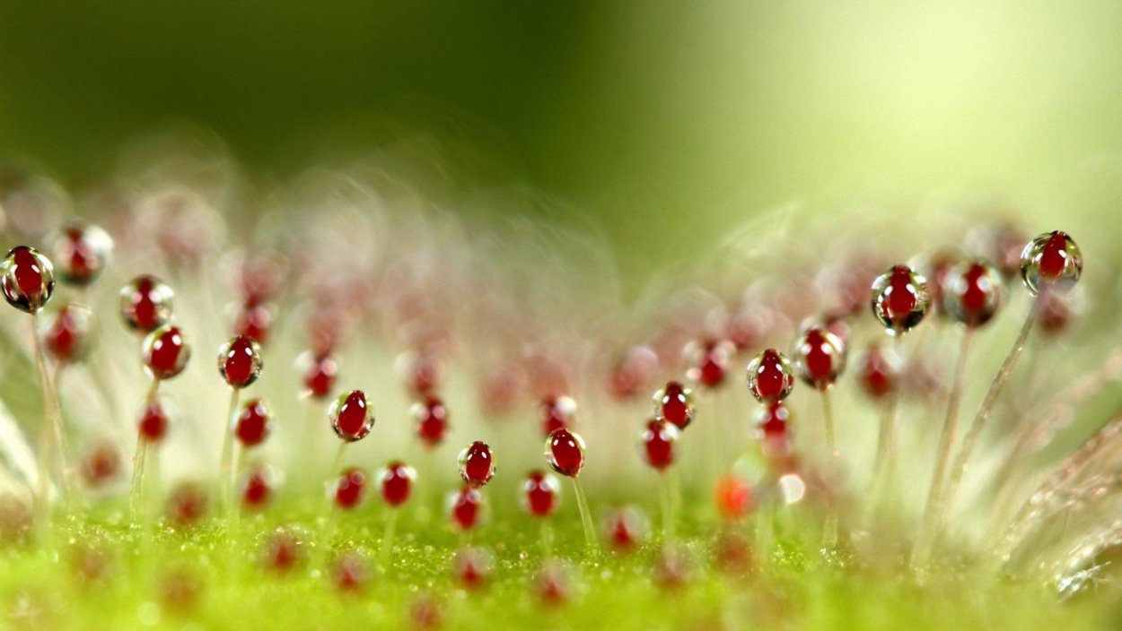 Макросъемка июнь