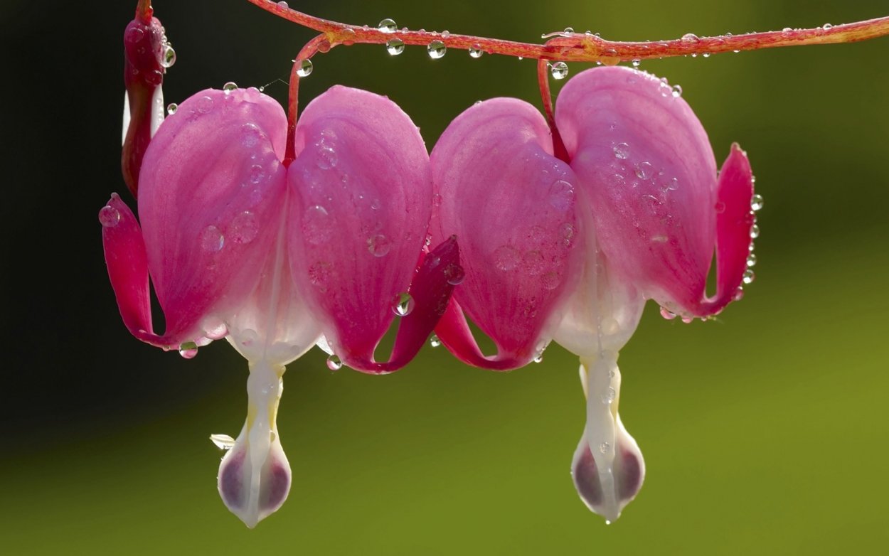 Необычные цветы