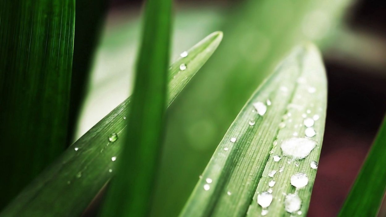 Роса на траве