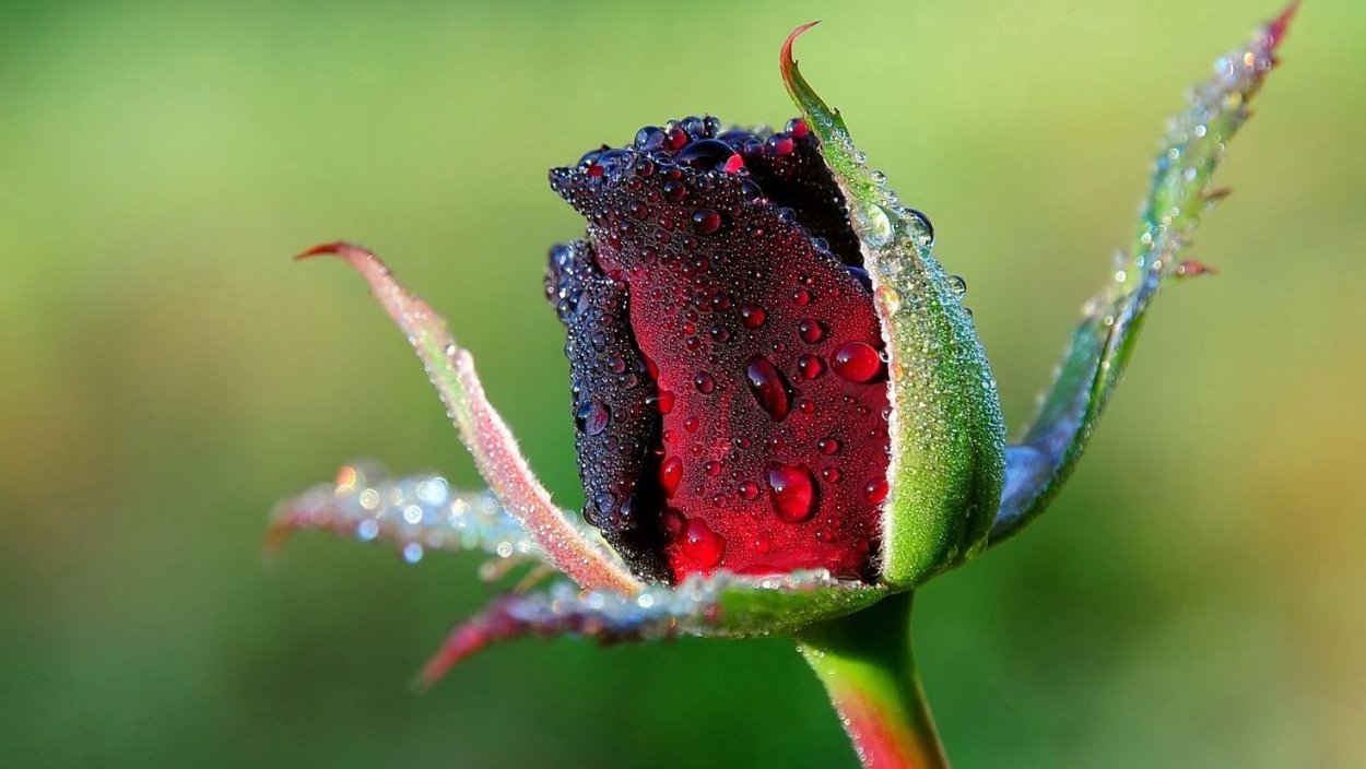 Макросъемка природа