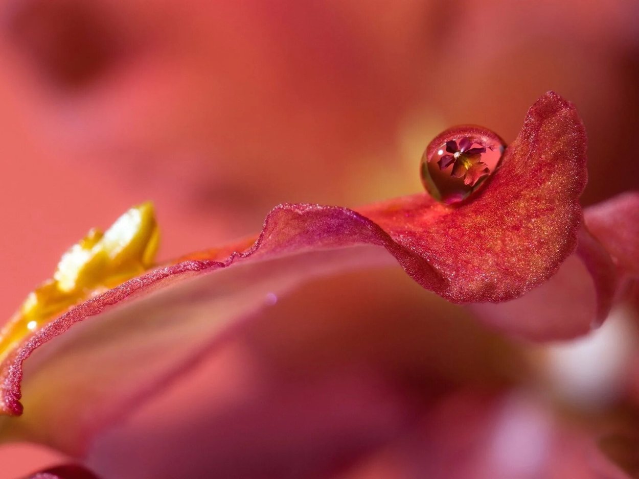 Цветы макро