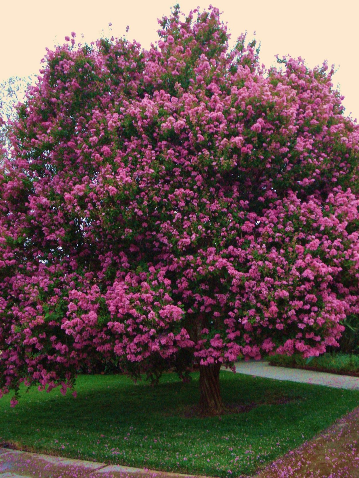 Лагерстремия индийская фиолетовая