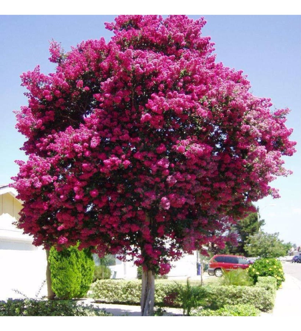 Лагерстремия ампельная