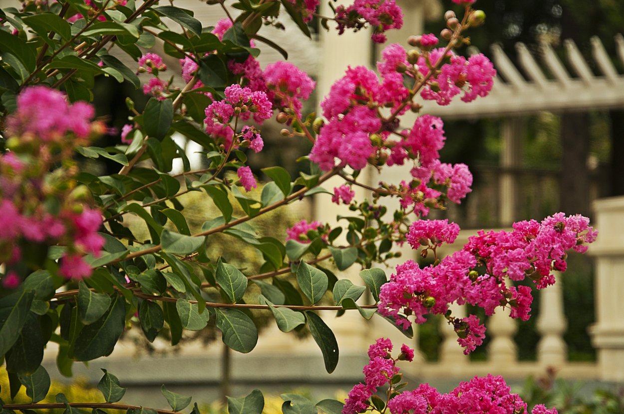 Индийская сирень Лагерстремия