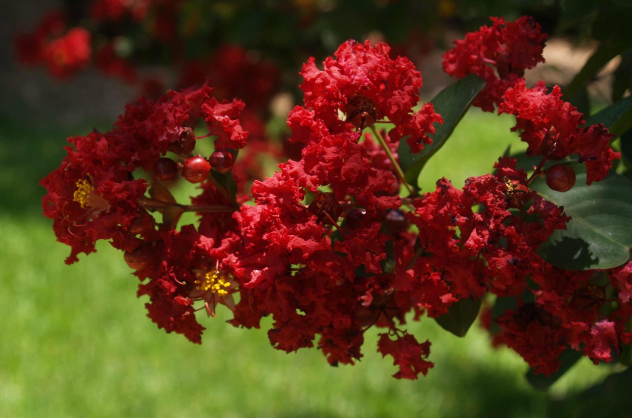 Сирень Лагерстремия