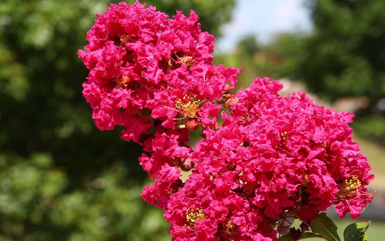 Lagerstroemia speciosa