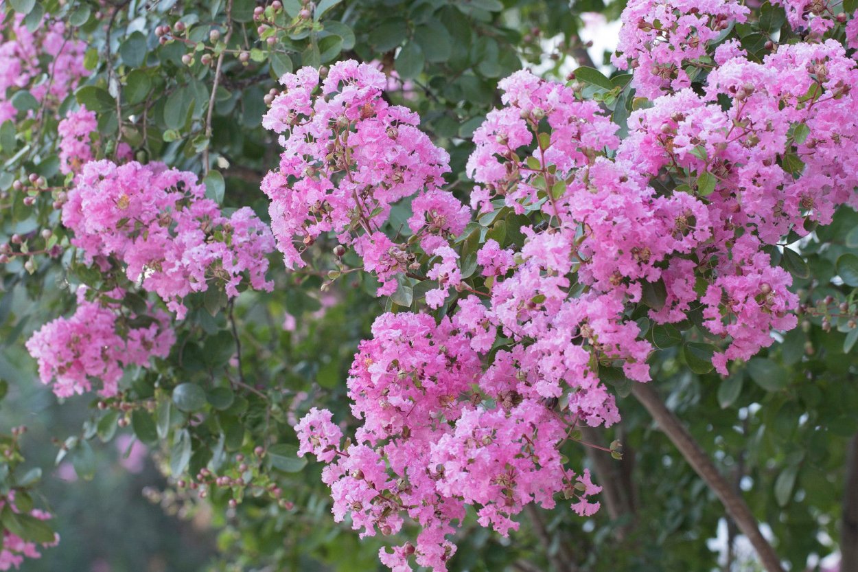 Лагерстремия креп Мирт