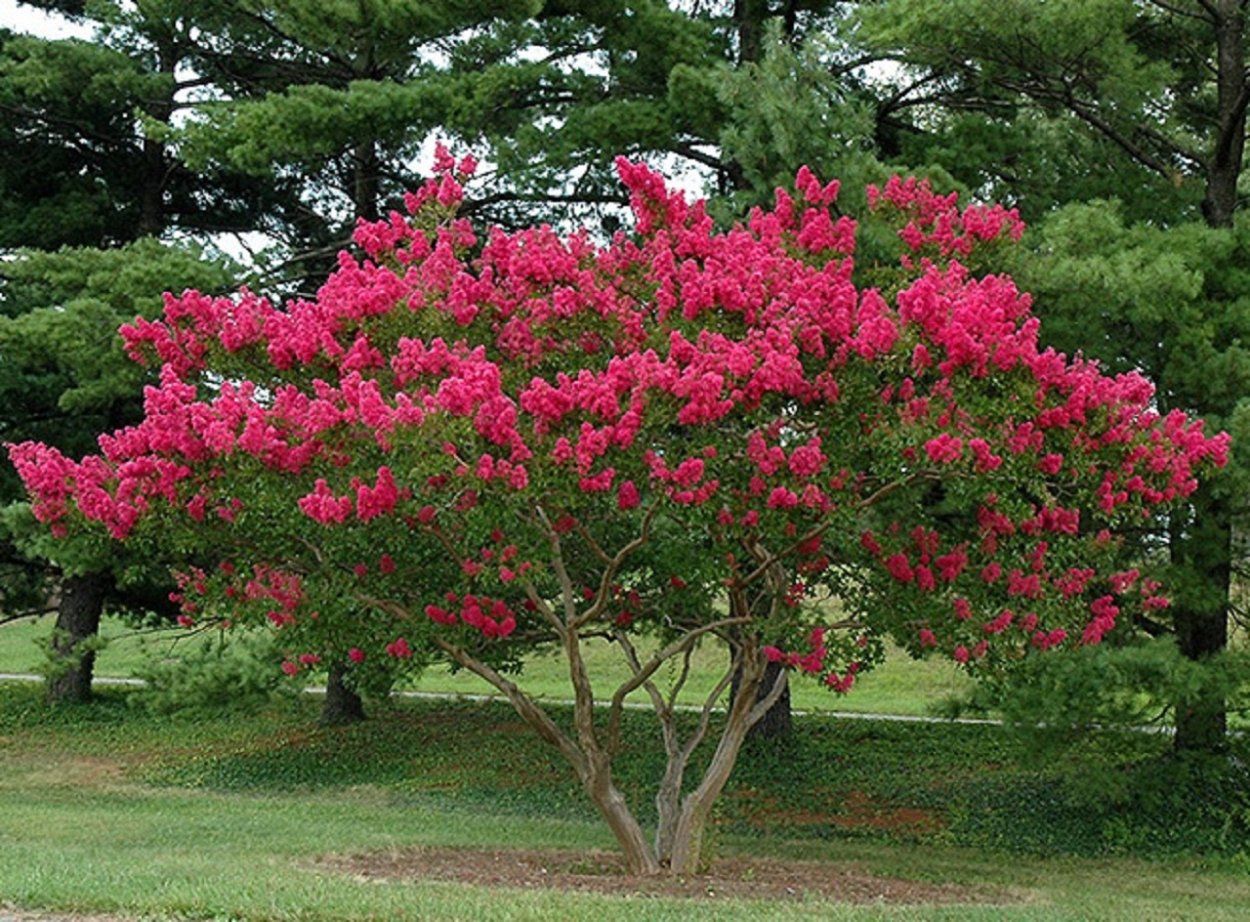 Лагерстремия индийская дерево