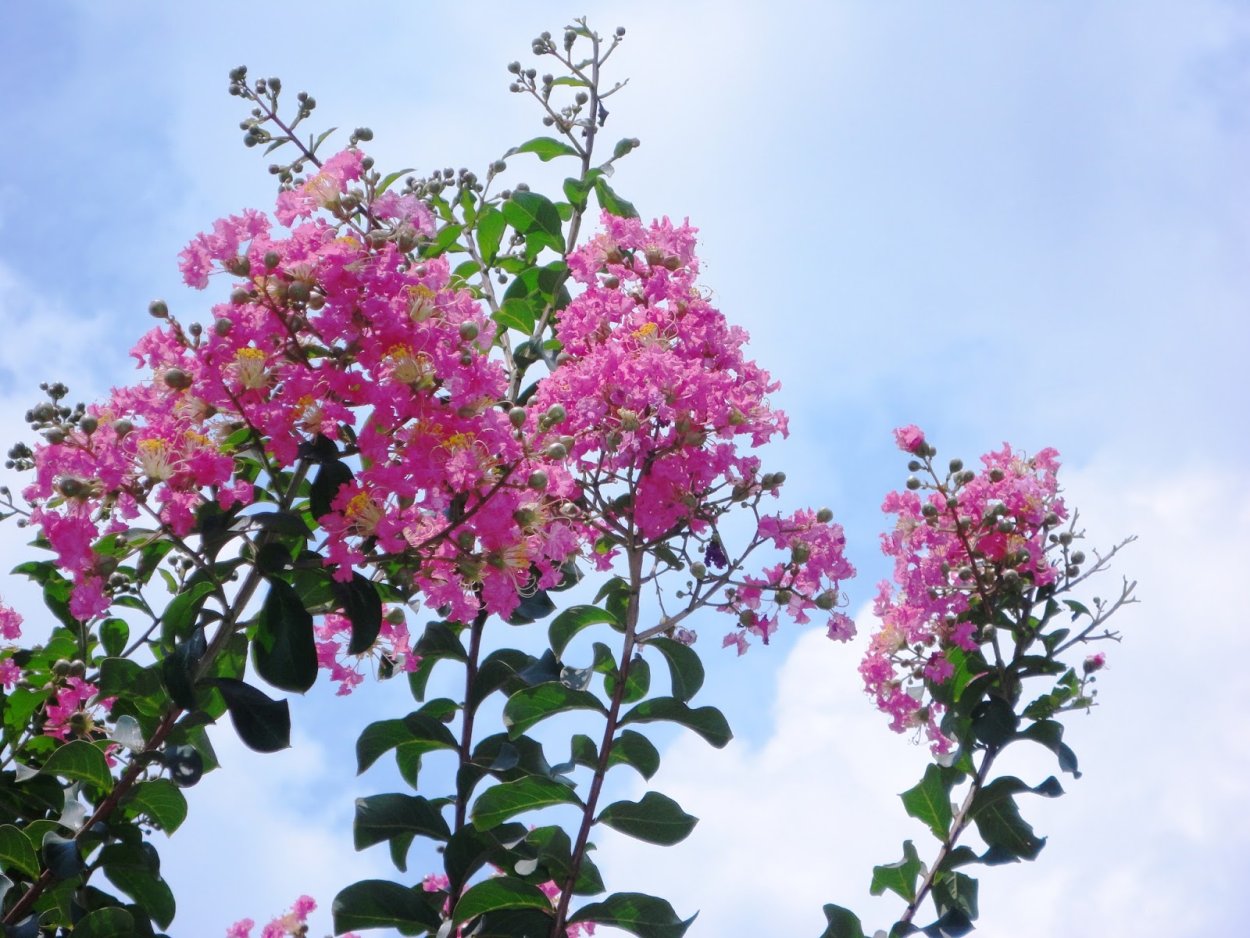 Лагерстремия (индийская сирень) Вайолет