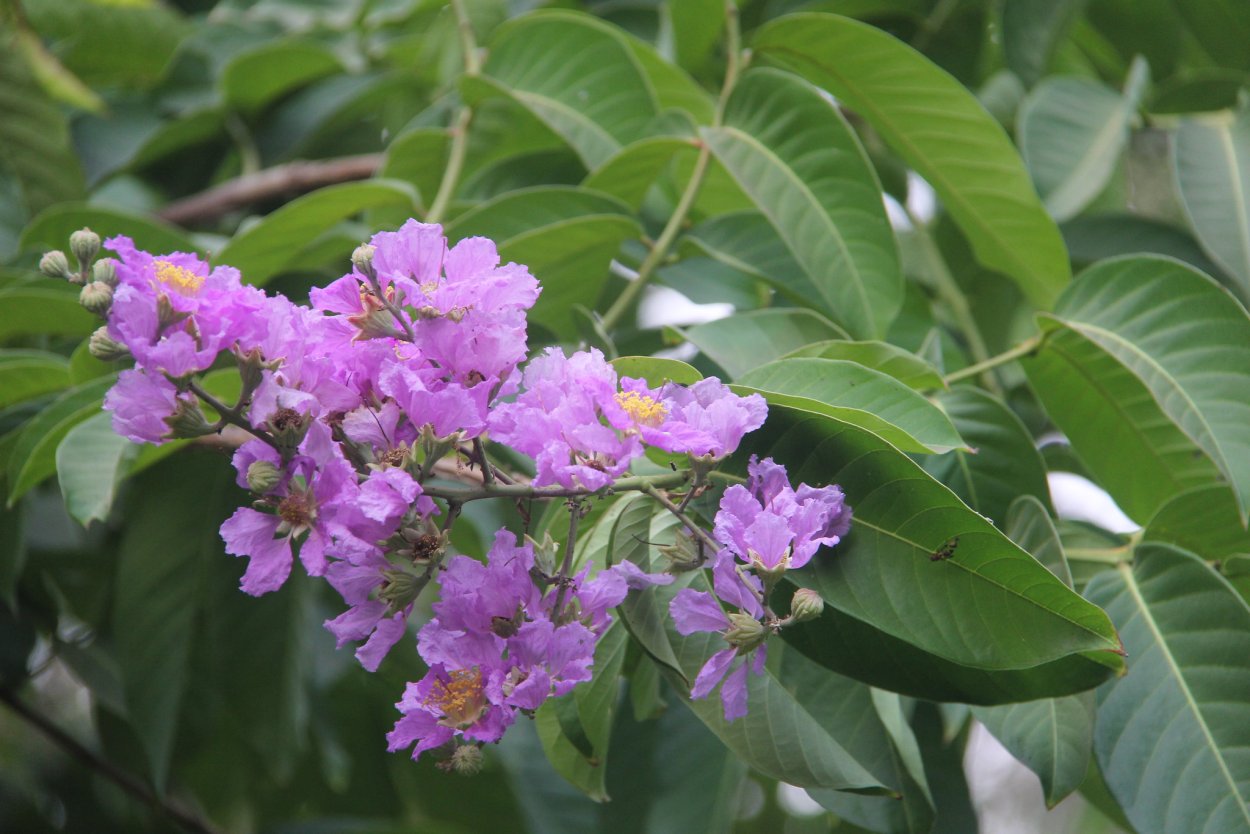 Лагерстремия ампельная