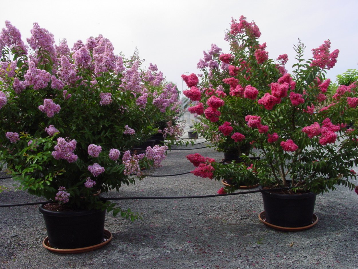 Лагерстремия эллипс