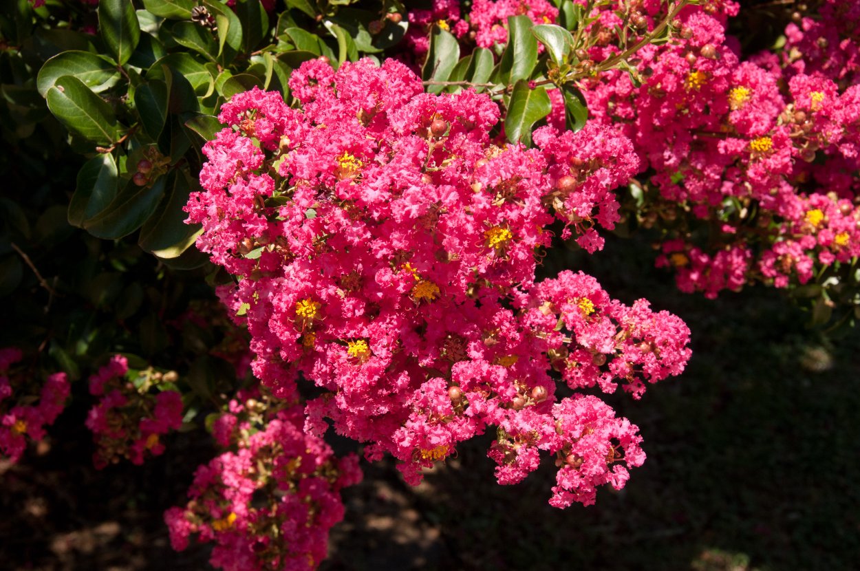 Lagerstroemia speciosa (Лагерстрёмия)