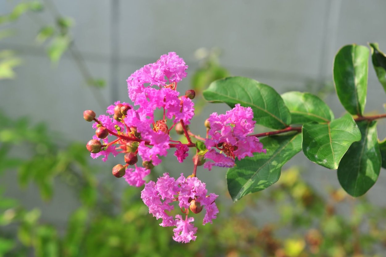 Лагерстремия Пинк Саншайн индийская сирень