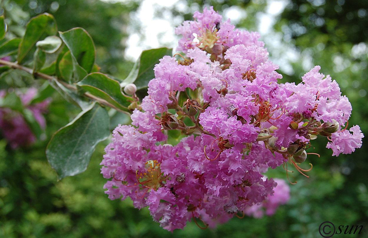 Банаба (Lagerstroemia speciosa)