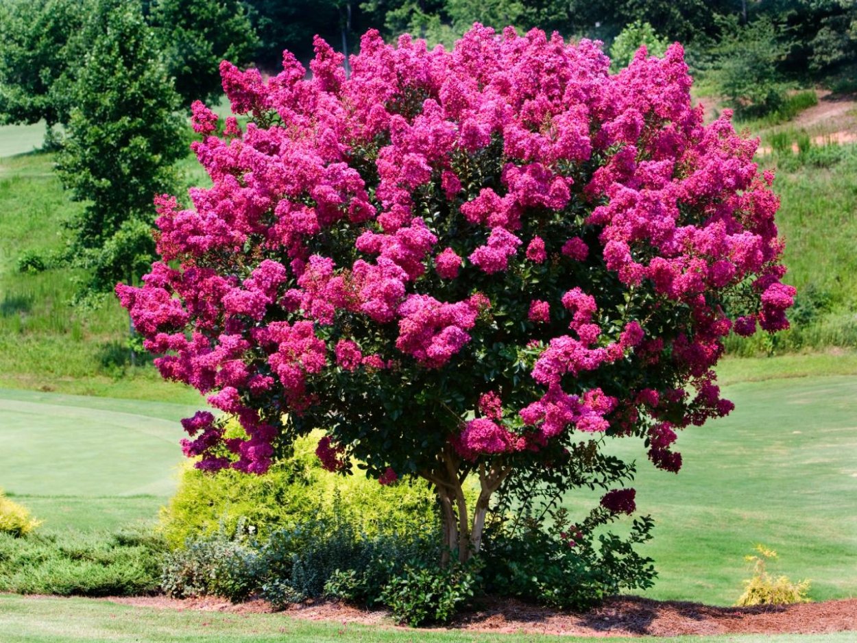 Лагерстремия Лиана