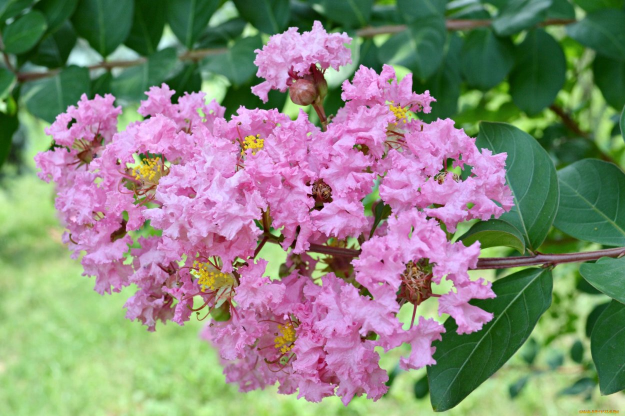 Кустарник Лагерстремия