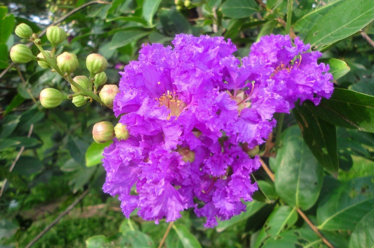 Лагерстремия кустовая