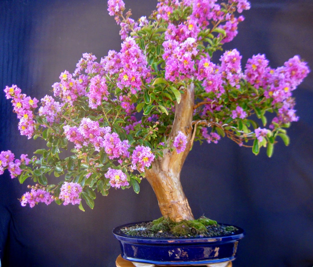 Логистрим индийская сирень