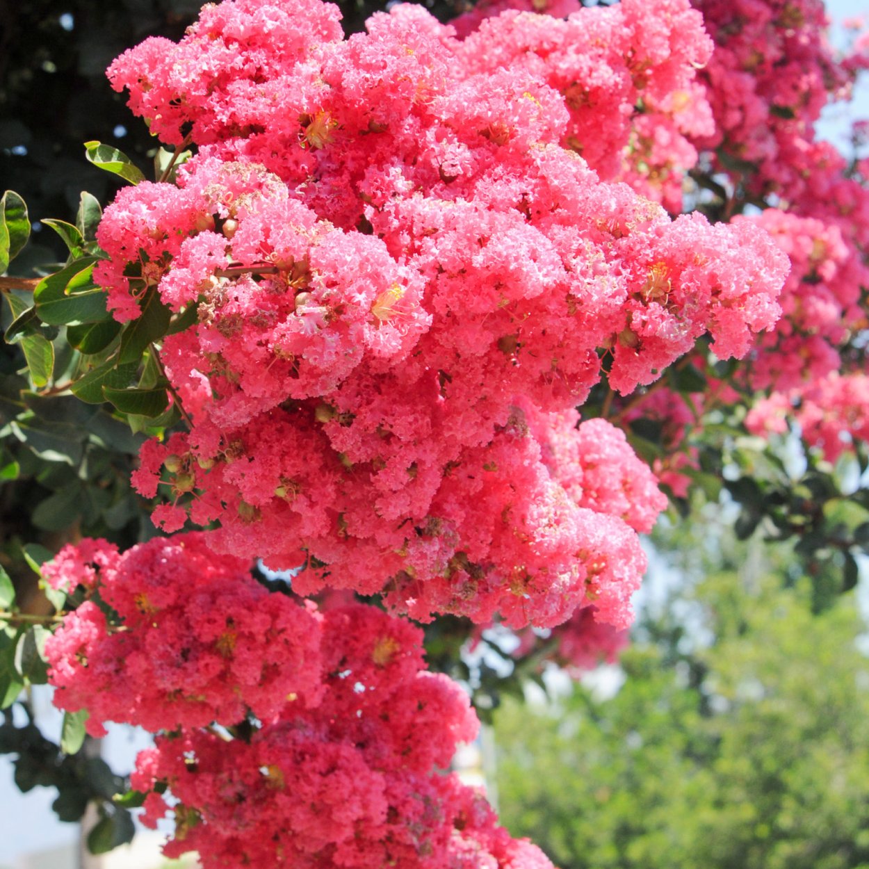 Лагерстремия Tuscarora