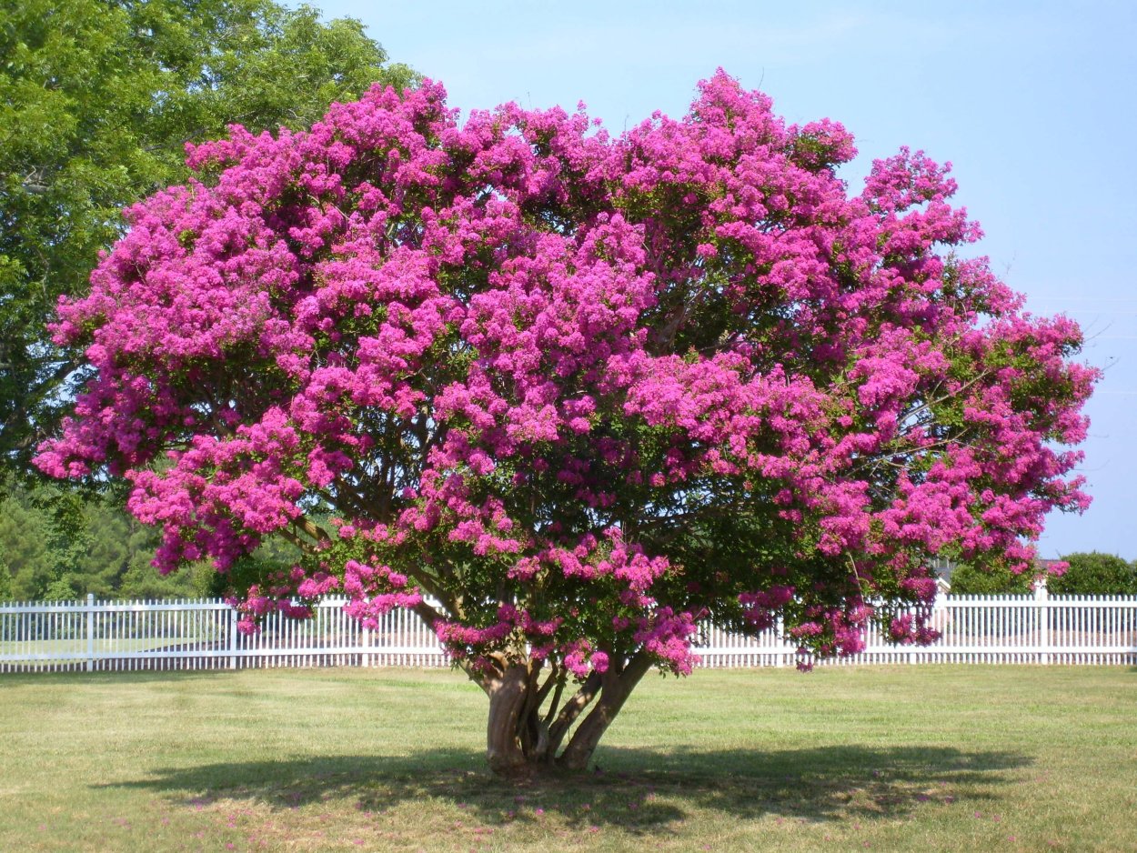 Логистрим индийская сирень