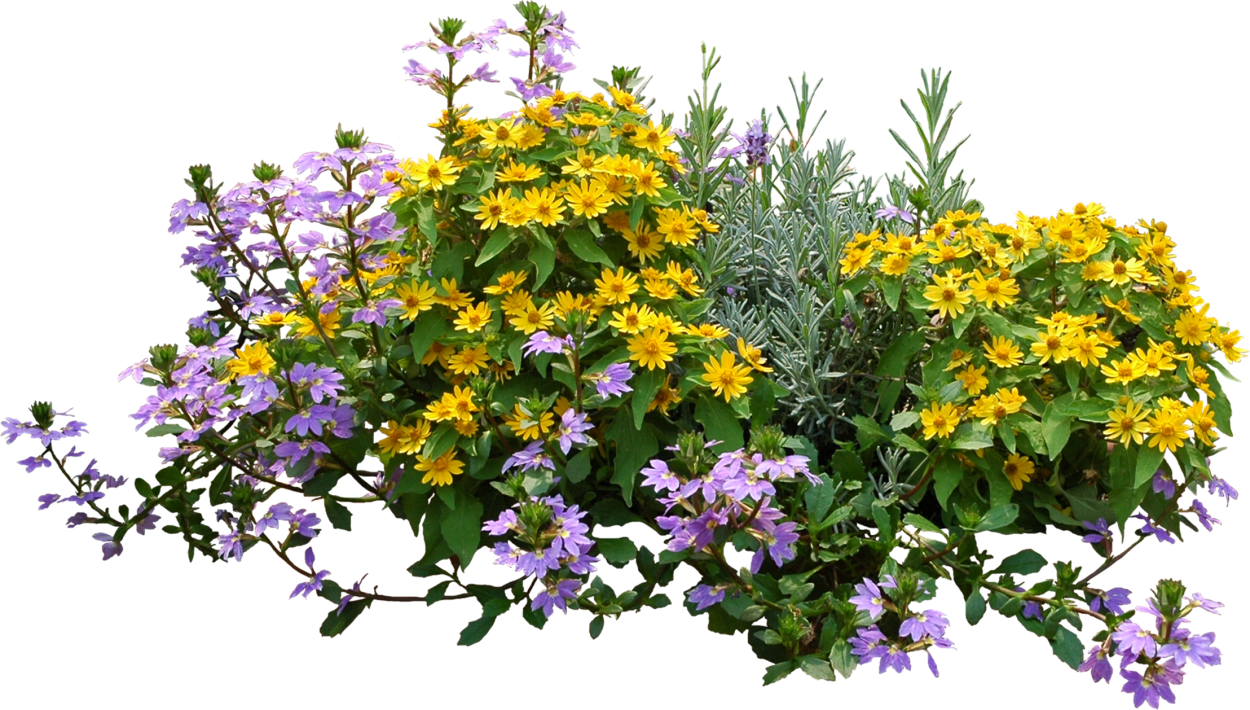 Растения на прозрачном фоне