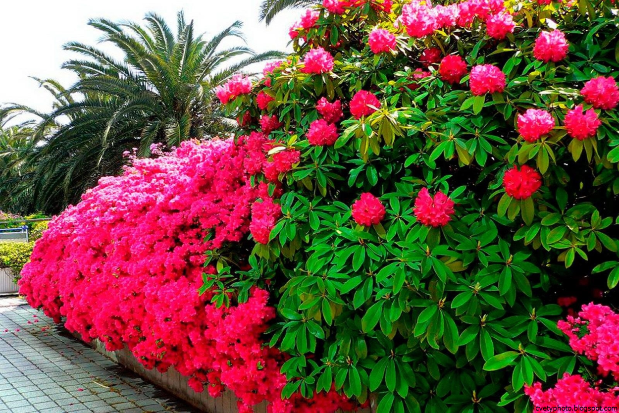 Цветущие кустарники Виейра