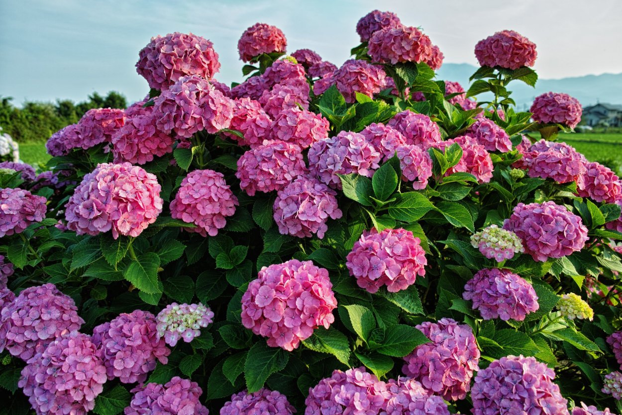 Гортензия крупнолистная Пинк