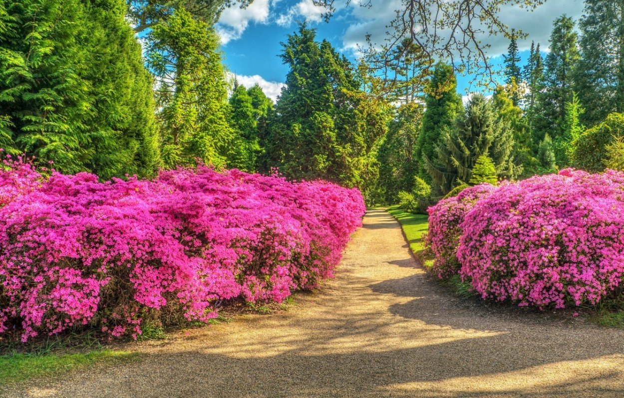 Парк Бельвиль кустарники