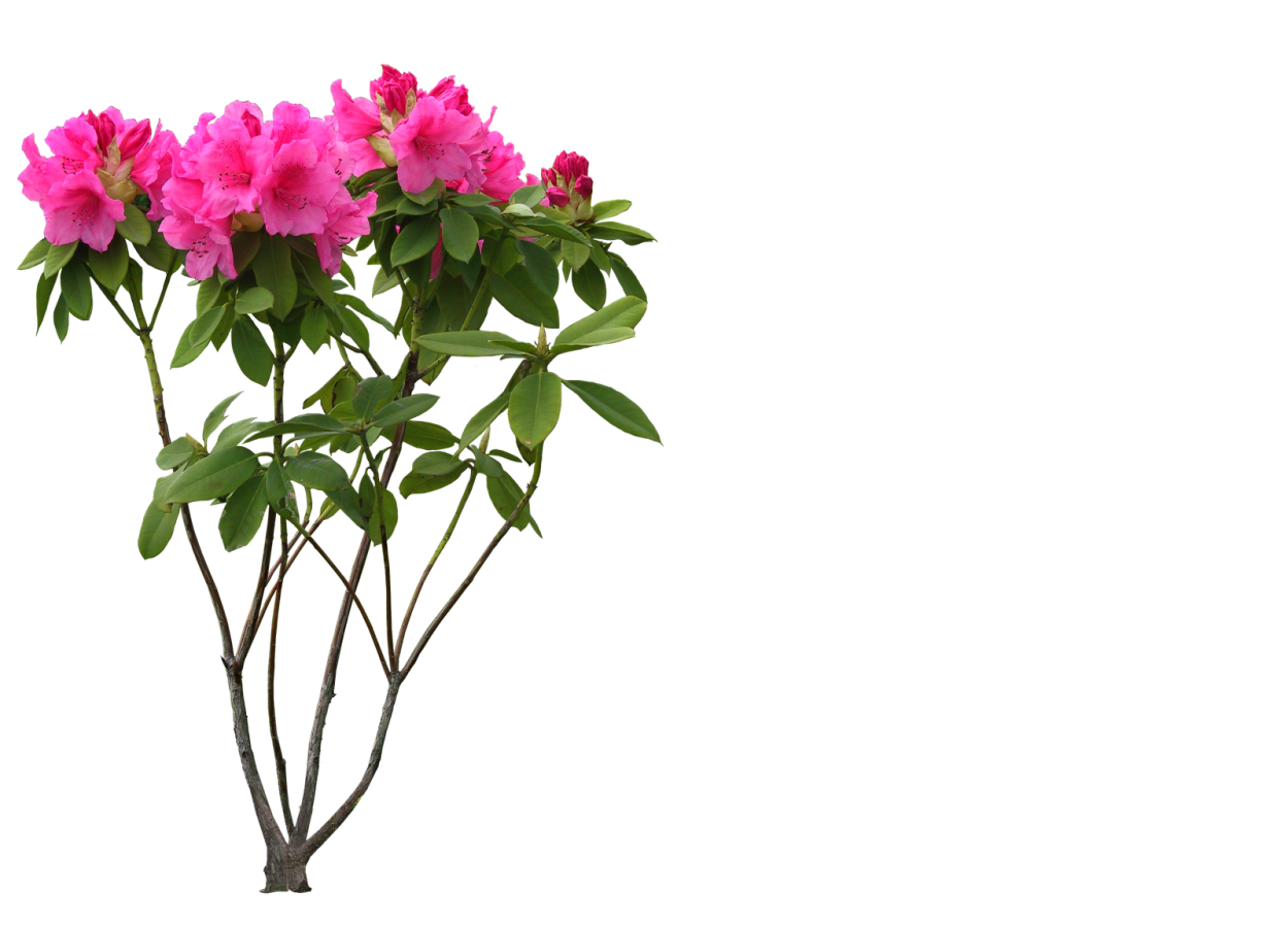 Кусты цветов на белом фоне