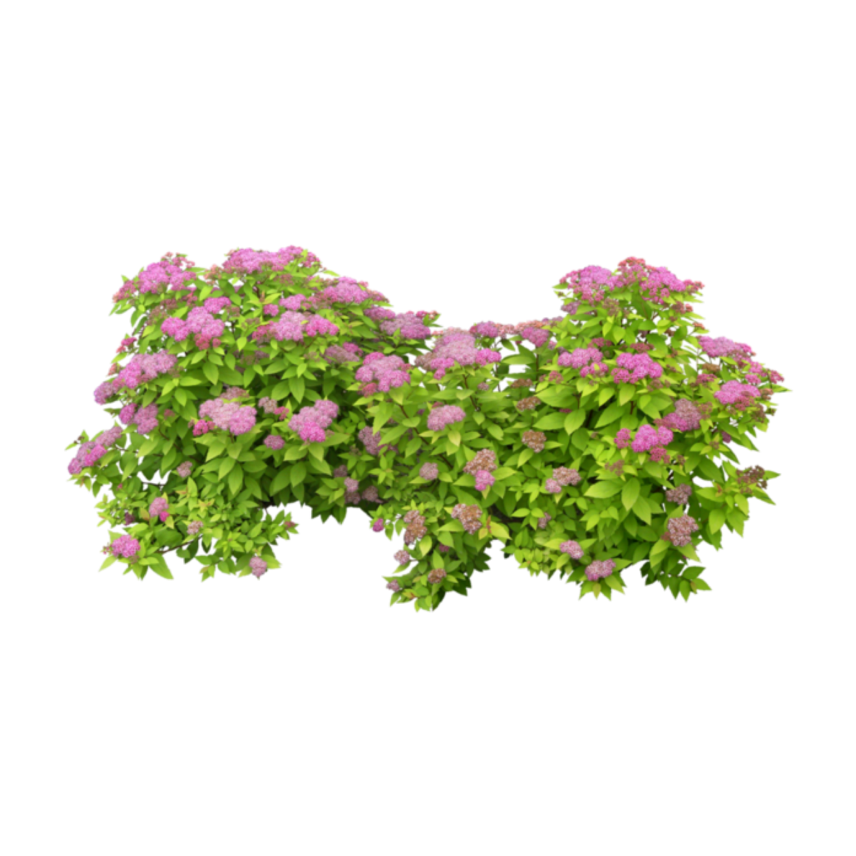 Спирея сверху