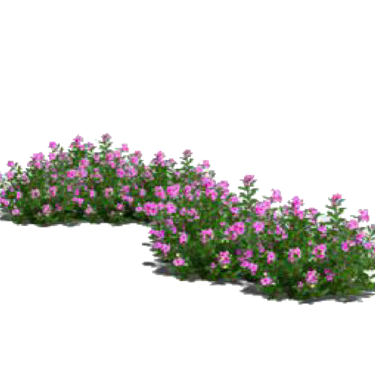 Флокс шиловидный PNG