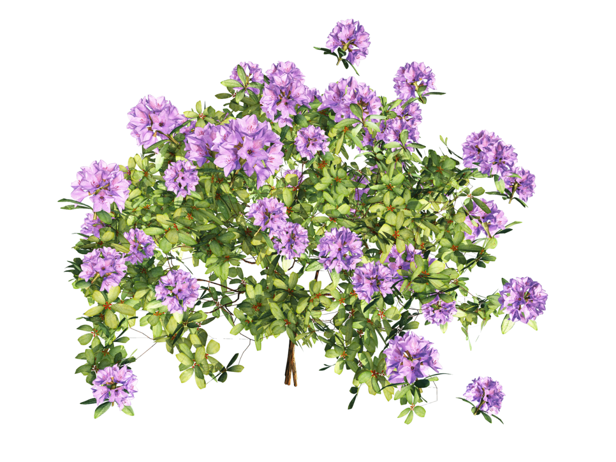 Чабрец цветы