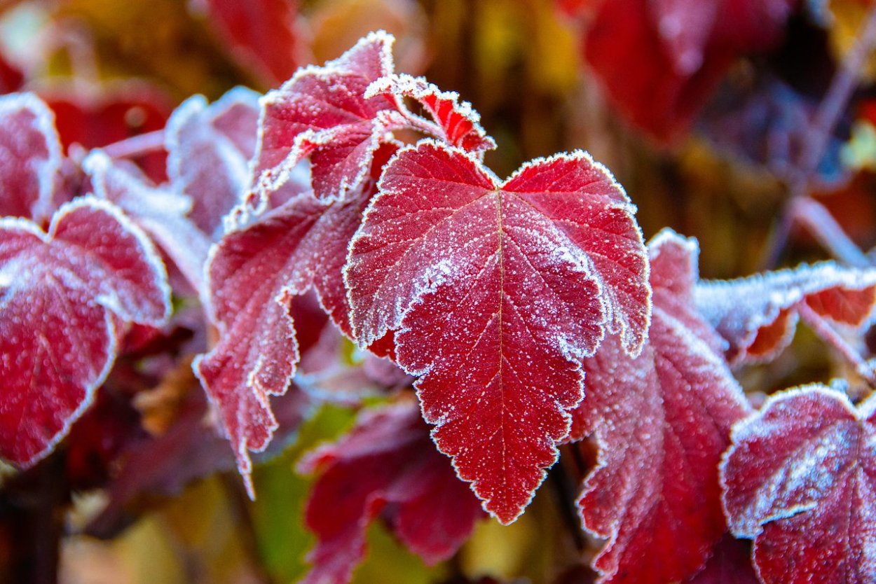 Осенние листья в инее