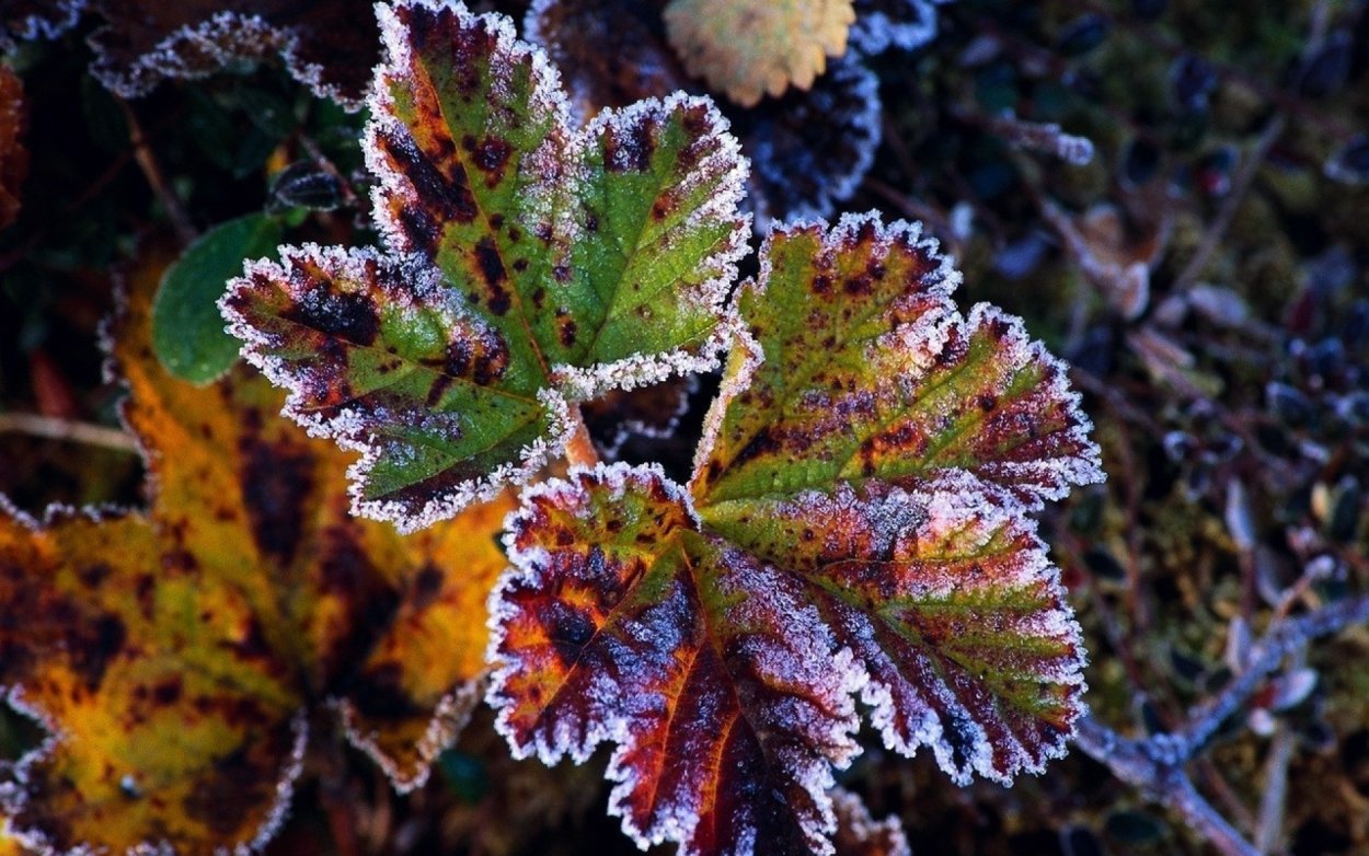 Иней на листве