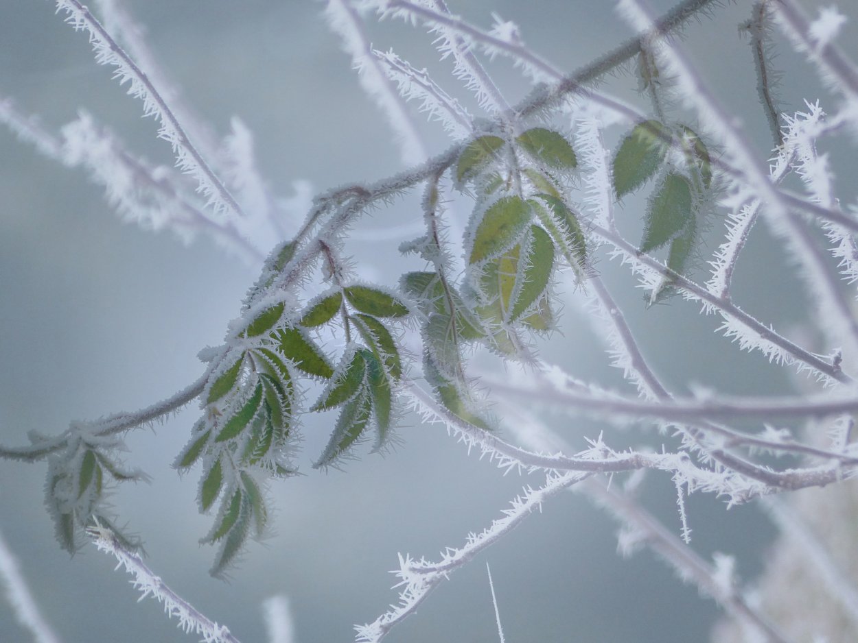 Куржевина – иней
