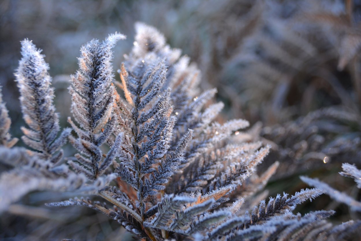Кусты в инее