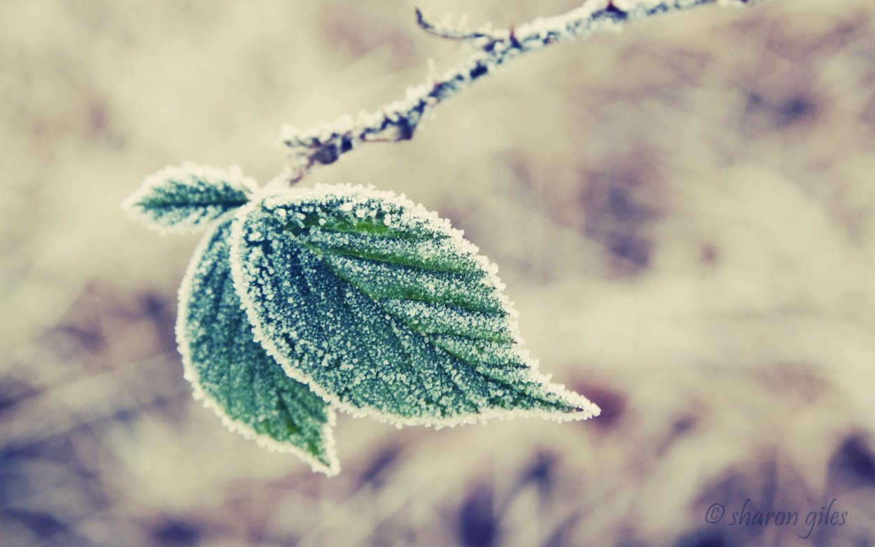 Листья в снегу