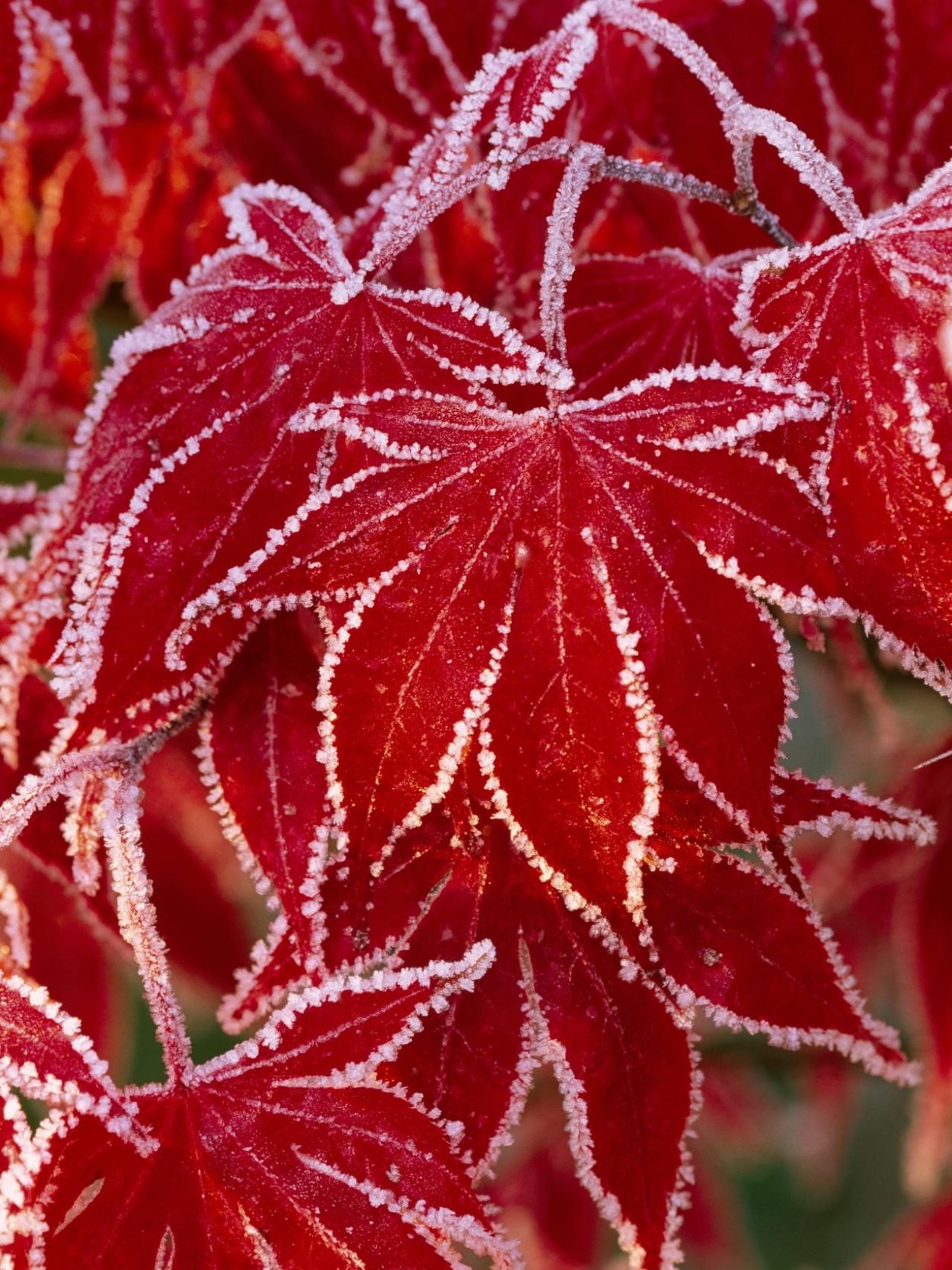 Красивые листья