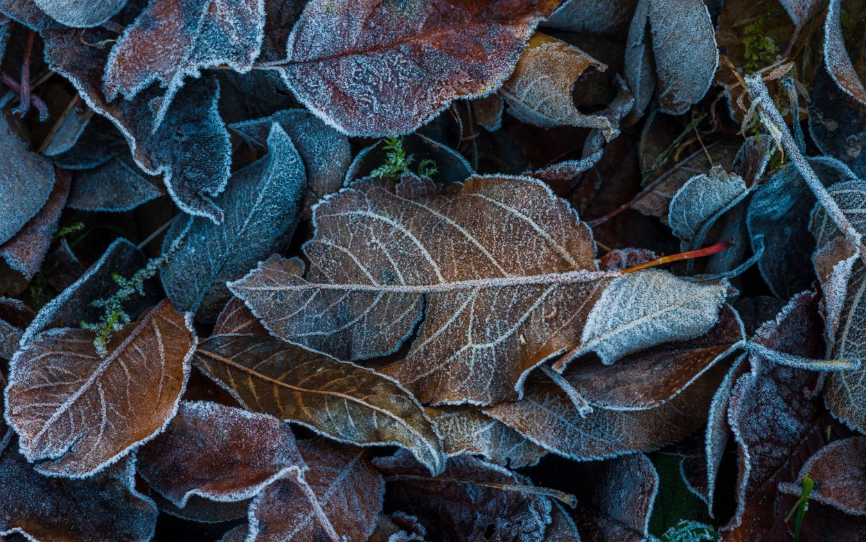 Опавшие листья в инее