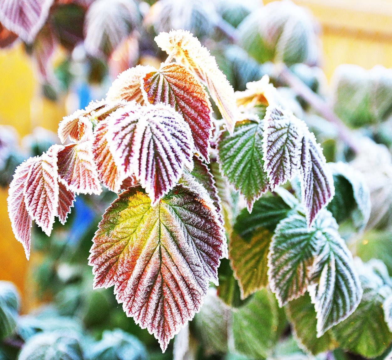 Осенний иней