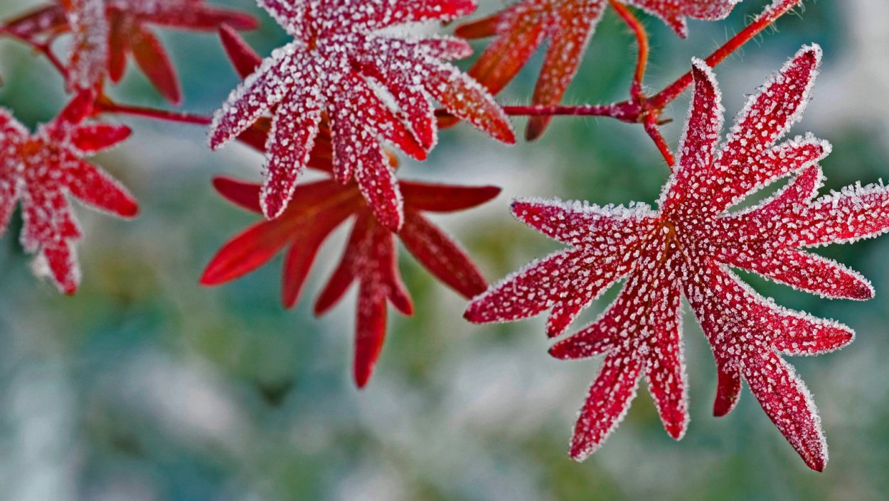 Цветы изморось