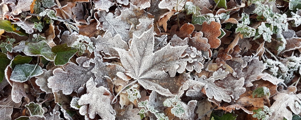 Серебристый ноябрь