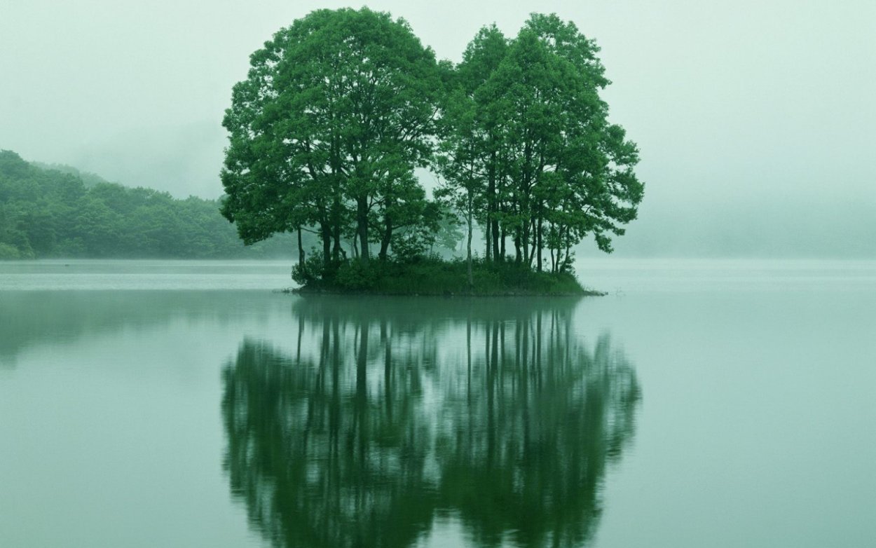 Отражение ветвей в воде