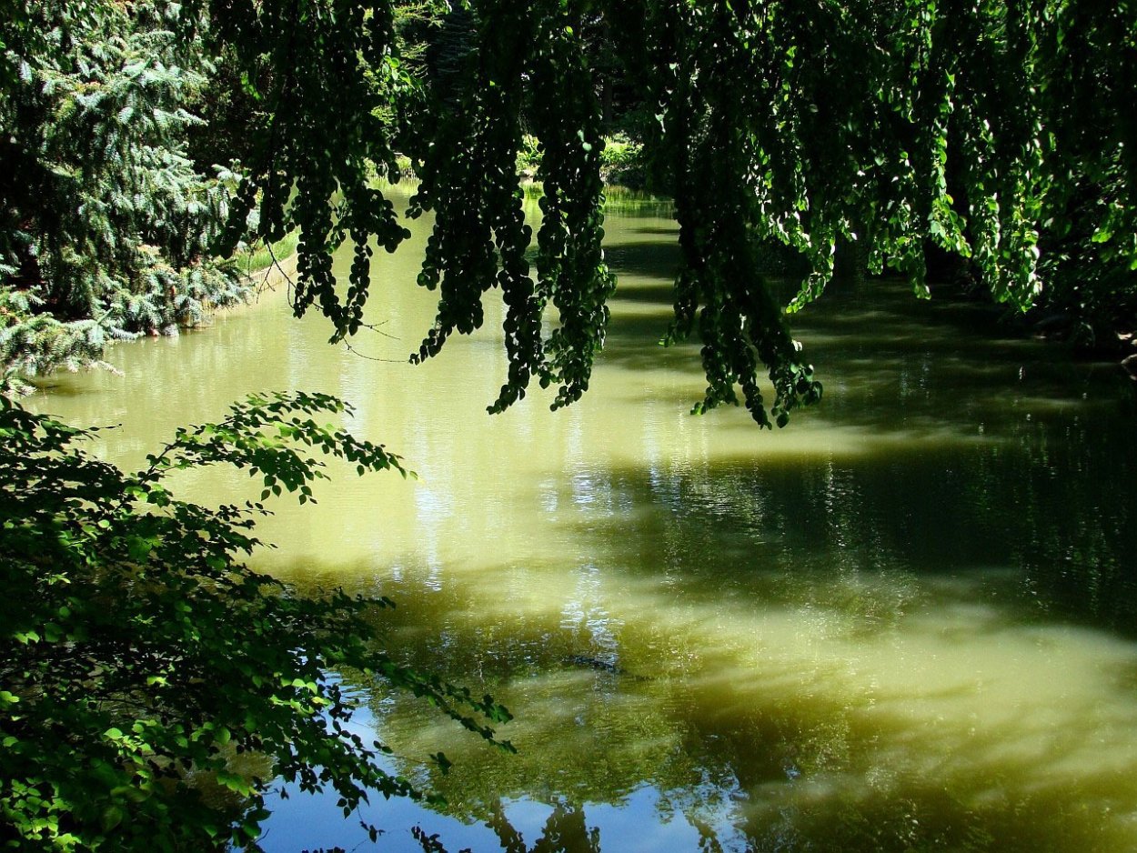 Дерево в воде
