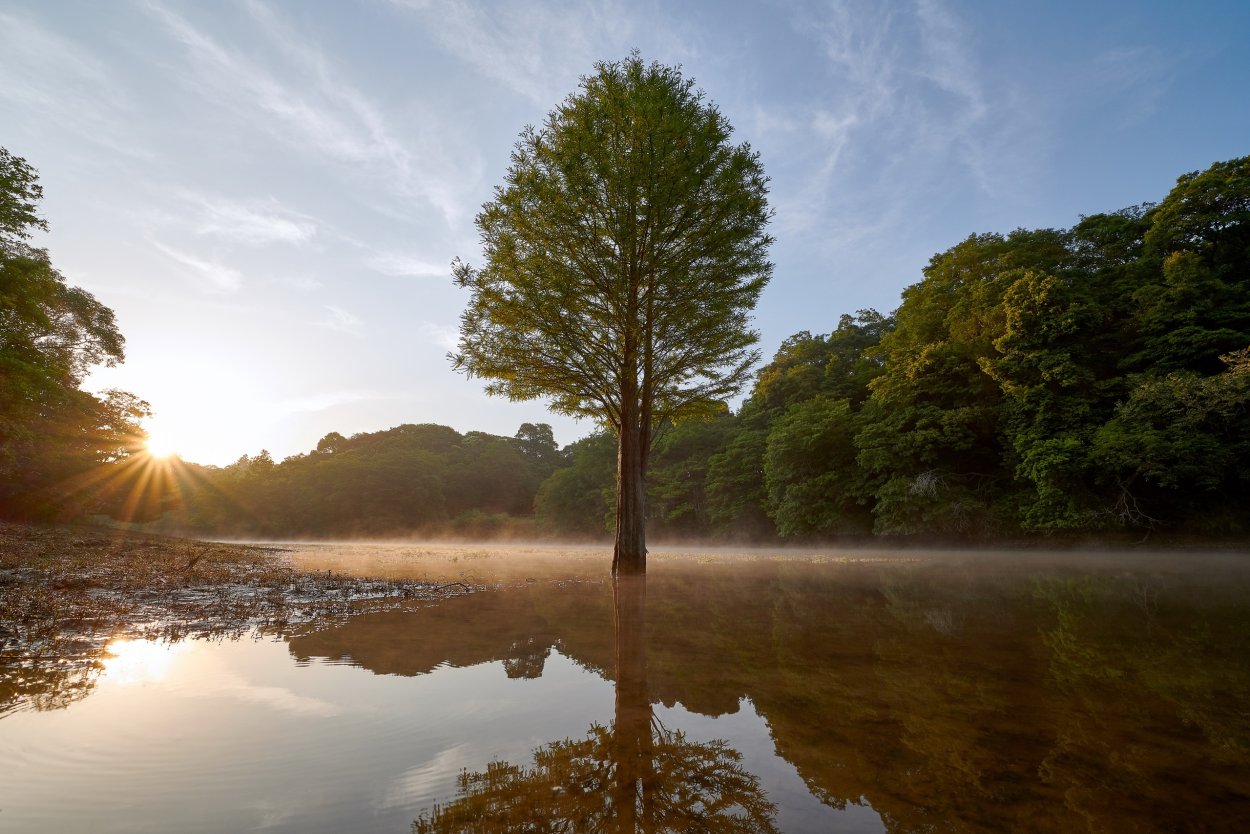 Красивое дерево