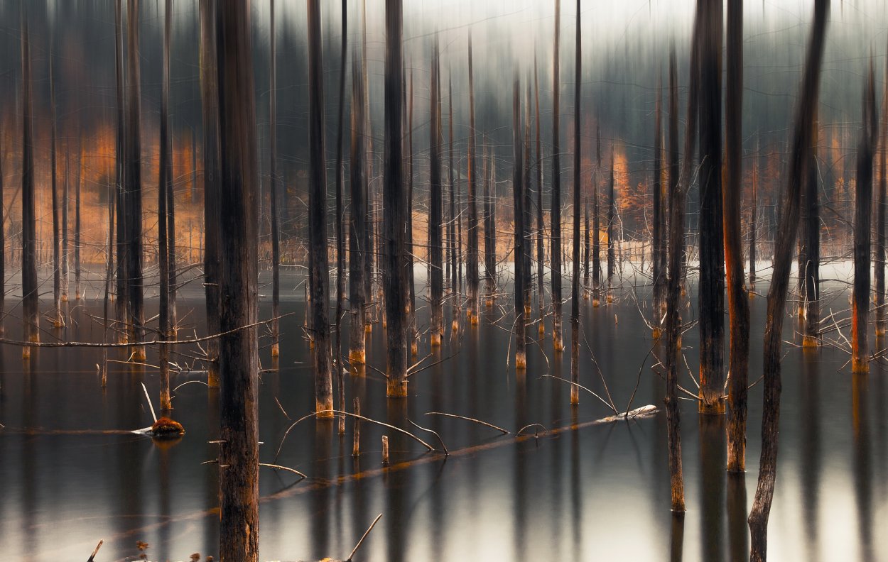 Ветка дерева над водой
