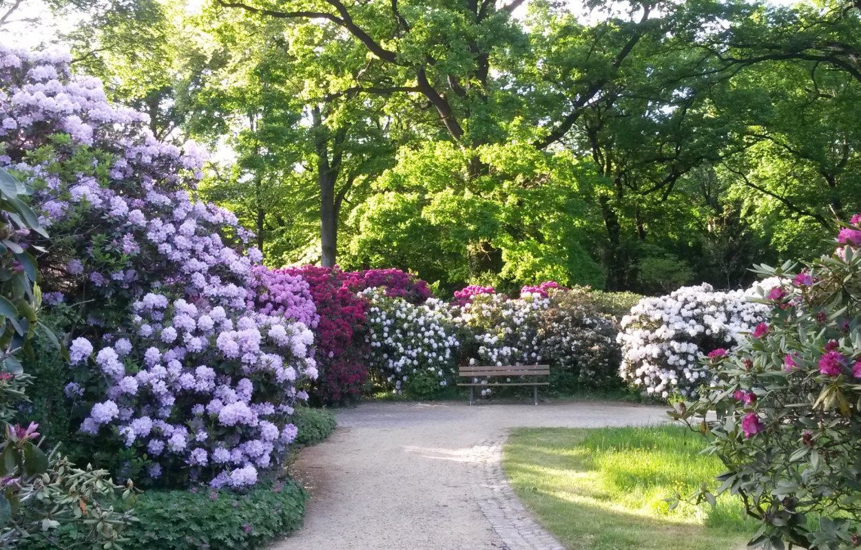 Сад рододендронов в Финляндии