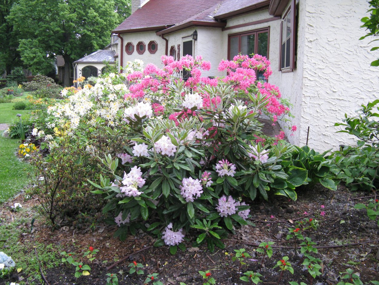 Рододендрон Миккели