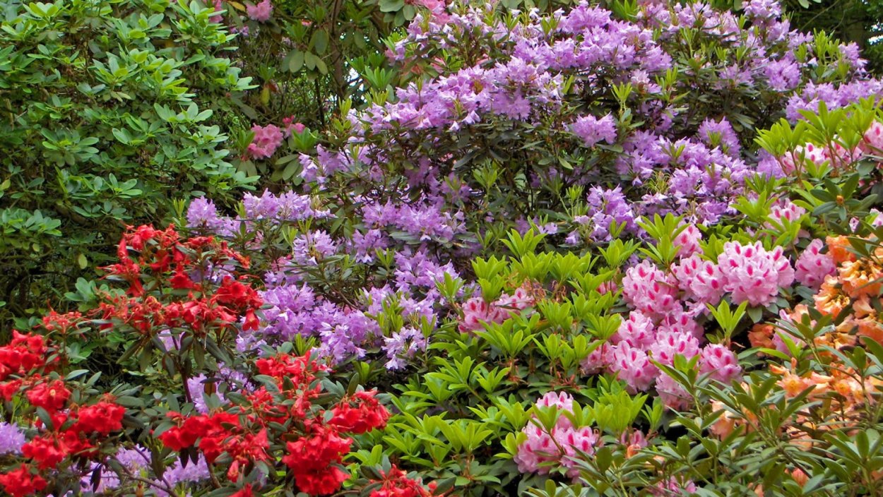 Рододендрон дерево